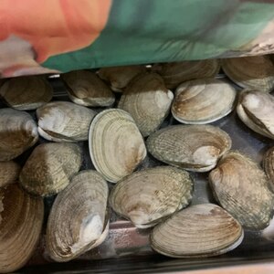 基本 貝の砂抜き あさり しじみ はまぐり等 レシピ 作り方 By どんぐり0番地 楽天レシピ 基本 貝の砂抜き あさり しじみ はまぐり等 レシピ 作り方 By どんぐり0番地 楽天レシピ